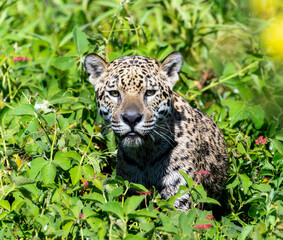 Wild Jaguar (Panthera onca) in the Pantanal in Brazil