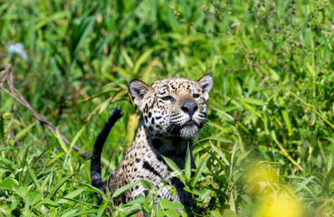 Wild Jaguar (Panthera onca) in the Pantanal in Brazil