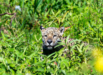 Wild Jaguar (Panthera onca) in the Pantanal in Brazil