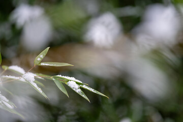 Green leaf of bamboo with a layer of snow on the branch.