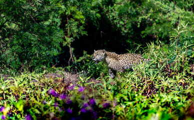 Wild Jaguar (Panthera onca) in the Pantanal in Brazil