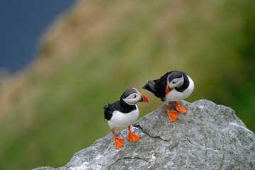 couple of puffin