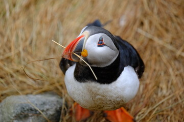 Puffin