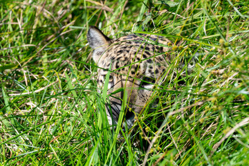 Wild Jaguar (Panthera onca) in the Pantanal in Brazil
