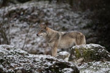 Fototapeta premium Wolf