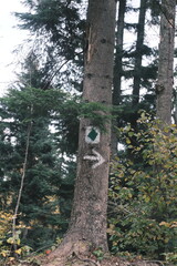 Fototapeta premium tree in the forest