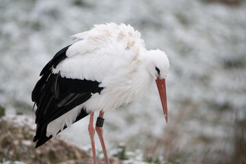white stork ciconia