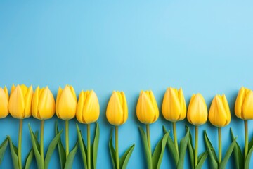 Obraz premium A vibrant row of yellow tulips stands against a bright blue backdrop