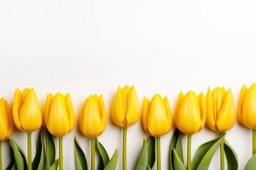 Obraz premium A crisp line of yellow tulips blooms against a pure white canvas