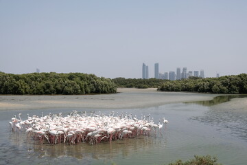 flamingoes in dubai