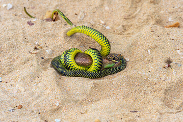 Paradise tree snake devours a lizard at the beach of the island of Ko Jum in the south of Thailand