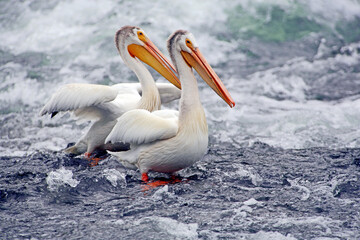 Pelican Pair