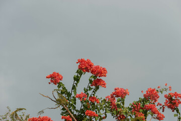 Background of pink flowers and blue sky. Cartagena, Colombia. 