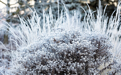 A frost covered aster plant and feather reed grass with blue spruce trees in the background.