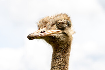 Close-up of the head of an ostrich with closed eyes