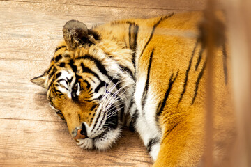 Closeup of a tiger sleeping and resting