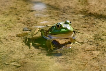 green frog still in water 