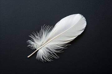 Single white feather against a dark black background