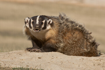 American Badger taken in Badlands North Dakota under controlled conditions