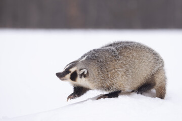 American Badger in snow taken in central MN under controlled conditions.