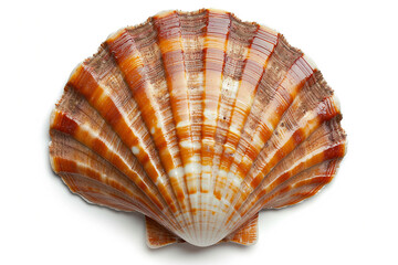 Obraz premium Top view of scallops shell isolated on white