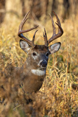 White-tailed Deer buck in autumn