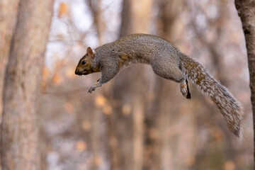 Eastern Gray  Squirrel jumping take in southern MN in the wild