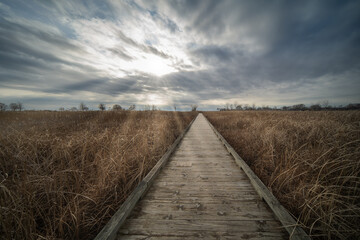 boardwalk through golden fields glows with sunrays through the clouds up above