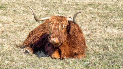 Highland cattle with long horns and long hairy coat on the farm