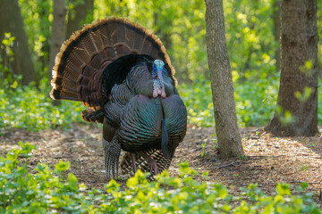Eastern Wild Turkey tom displaying taken in southern MN