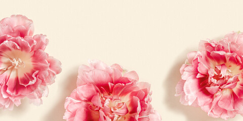Peony tulips flower spring holiday flowery aesthetic background, minimal botanical banner, floral...
