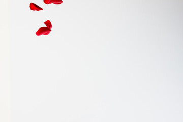 Red Rose Petals Falling on White Background