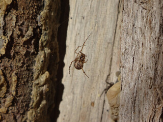 Small cobweb spider (Theridion sp.), female on the trunk of a juniper tree