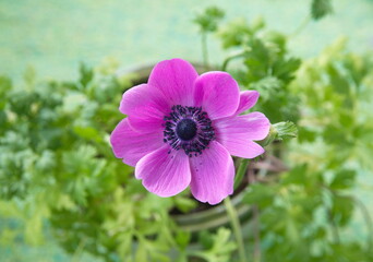Violet- lilac, magenta anemone flower, Anemone coronaria