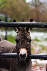 Brązowy osioł w zoo patrzący prosto w obiektyw - obrazy, fototapety, plakaty