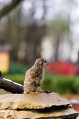 Samotna surykatka stojąca na skale w zoo, rozglądająca się wokół © Piotr