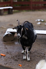 Czarna młoda koza zagrodzie w zoo, zaciekawiona idzie w stronę obiektywu