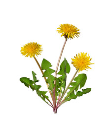 Dandelion plant with yellow flowers isolated cutout on transparent