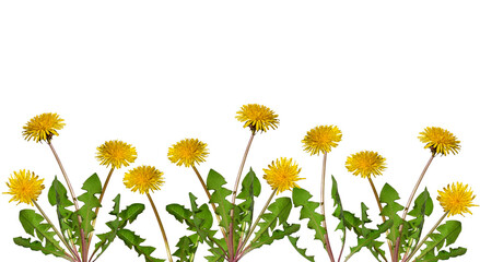 Group of dandelion plants with yellow flowers isolated cutout on transparent - obrazy, fototapety, plakaty