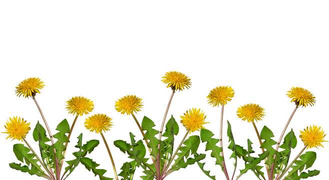 Group of dandelion plants with yellow flowers isolated cutout on transparent