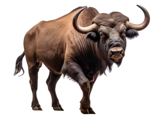 Fototapete Büffel a close up of a bull