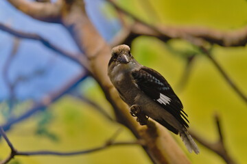 Kukabura chichotliwa siedząca na grzędzie w ptaszarni