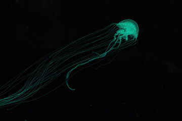 Fluorescent jellyfish swimming underwater aquarium pool.