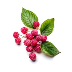 real pink berries, some leaves between them, white background,