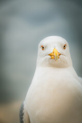 Close up of a Seagull