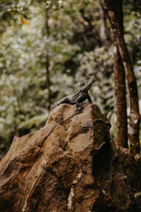 Waterdragon lizard sitting on a rock in the forest.