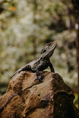 Waterdragon lizard sitting on a rock in the forest.