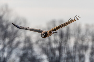 female northern harrier in flight