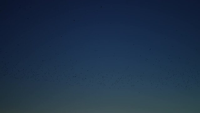 A flock of birds flies in the dark sky