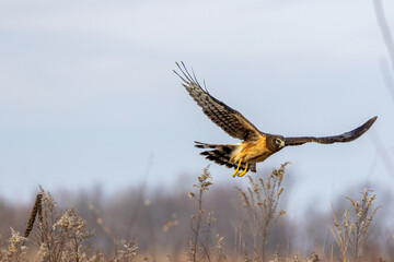 female northern harrier in flight